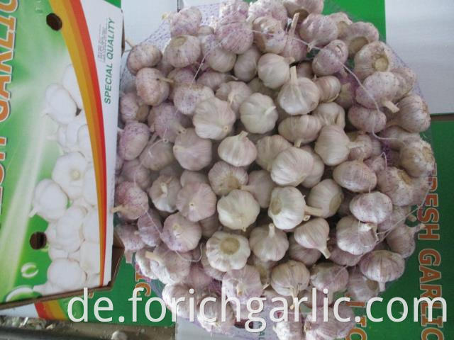 Fresh Normal White Garlic